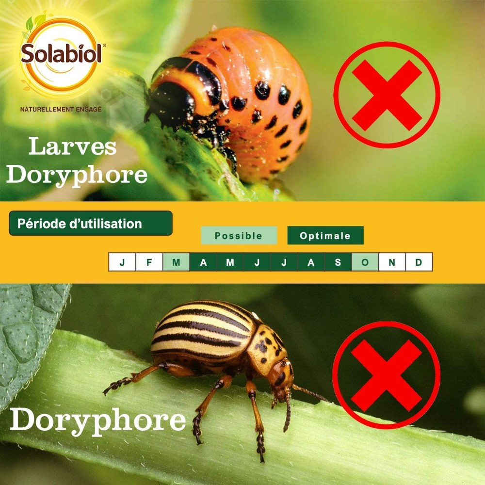 Solabiol Traitement Des Insectes Doryphores Solabiol Pour Potager