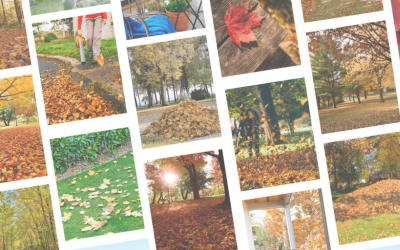 Zoom sur le Souffleur de Feuilles : L'Outil Indispensable pour un Jardin Propre 