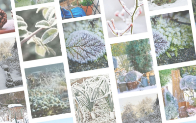 Comment protéger son jardin en hiver