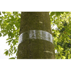 Bande transparente engluée "Glued Trap" - anti pucerons de marque NORTENE , référence: J4693100